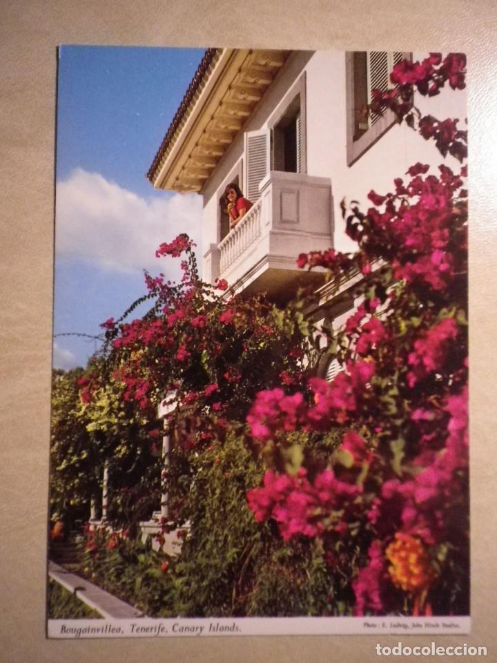 Postales: POSTAL  TENERIFE  BUGANVILLAS SIN CIRCULAR - Foto 1