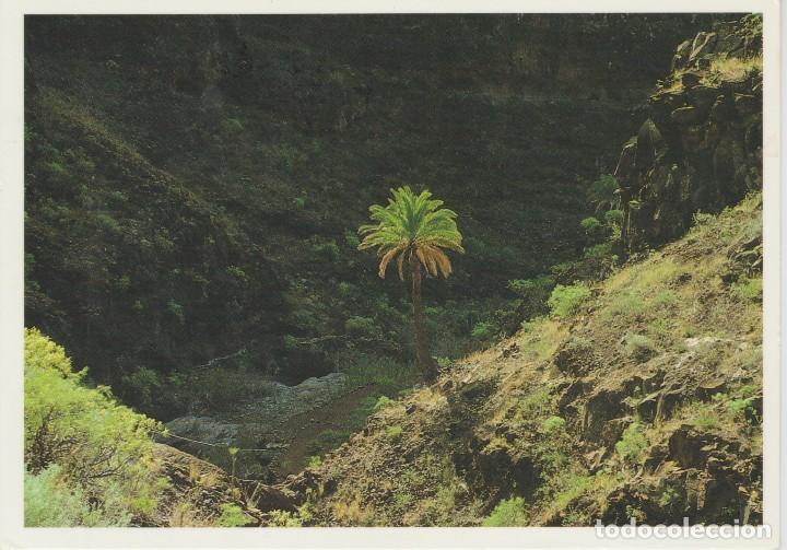 Postais: (80) CANARIAS. UNA PALMERA EN EL BARRANCO DE ARGAGA