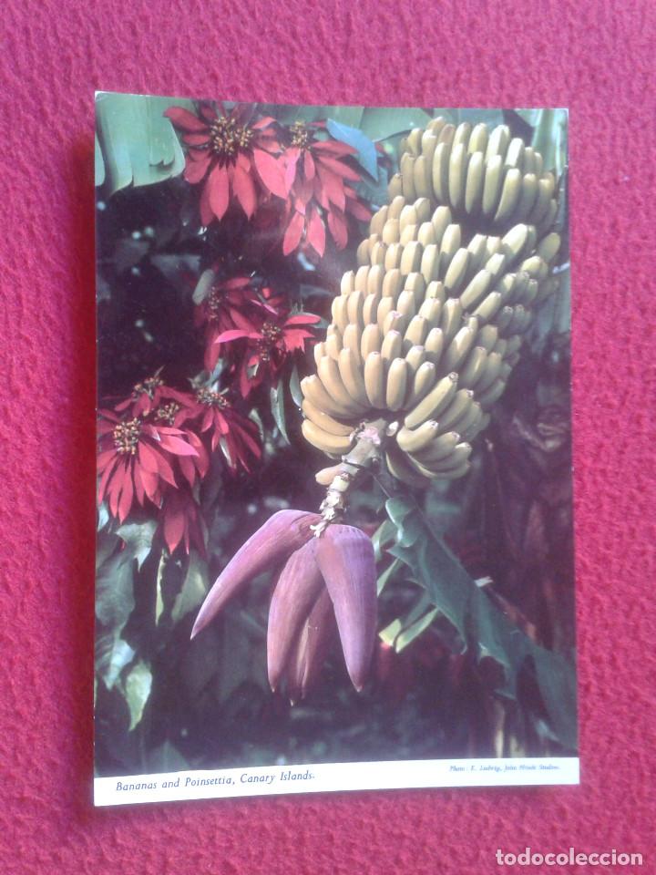 Postais: POSTAL POSTCARD POST CARD ISLAS CANARIAS CANARY ISLANDS ESPA&Ntilde;A SPAIN BANANAS PLATANOS VER FOTO/S Y D