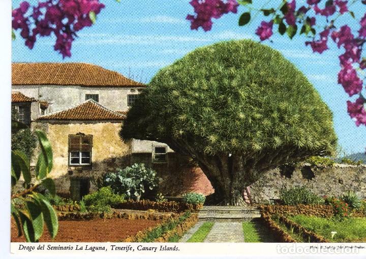 Cartes Postales: DRA GO DE LA  LAGUNA (TENERIFE) FOTO E.LUDWIG