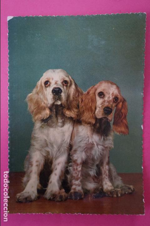 Postales: POSTAL DE PERROS SIN CIRCULAR - Foto 1