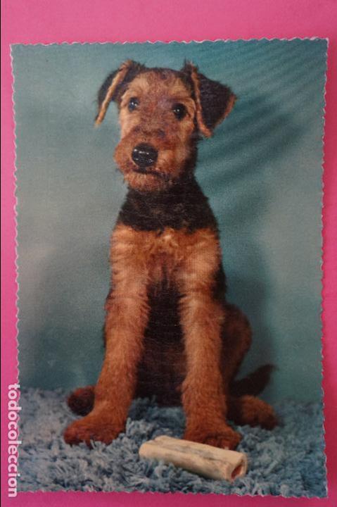 Postales: POSTAL DE PERROS SIN CIRCULAR - Foto 1