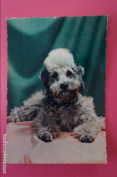 Postales: POSTAL DE PERROS SIN CIRCULAR - Foto 1