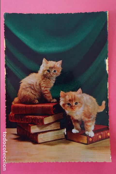 Postales: POSTAL DE GATOS SIN CIRCULAR - Foto 1