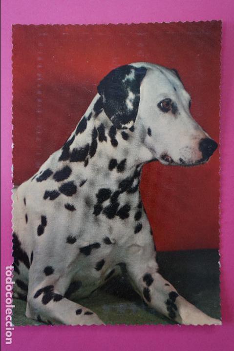 Postales: POSTAL DE PERROS SIN CIRCULAR - Foto 1