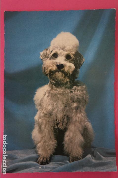 Postales: POSTAL DE PERROS SIN CIRCULAR - Foto 1