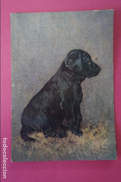 Postales: POSTAL DE PERROS SIN CIRCULAR - Foto 1