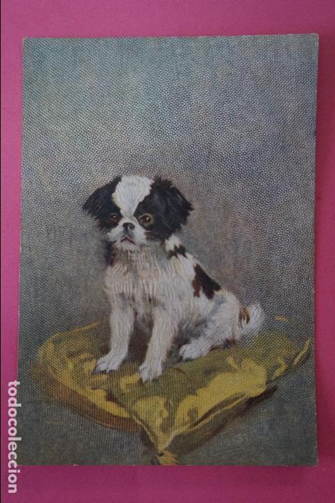 Postales: POSTAL DE PERROS SIN CIRCULAR - Foto 1