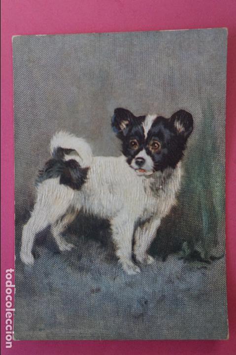 Postales: POSTAL DE PERROS SIN CIRCULAR - Foto 1