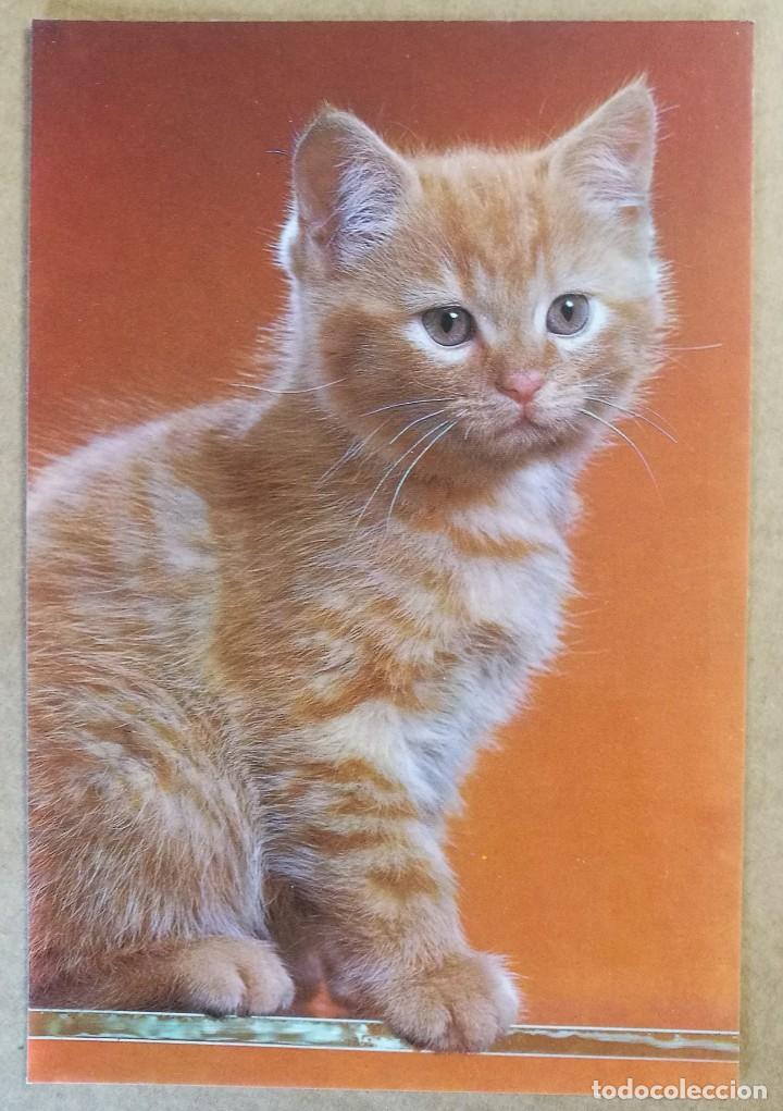 Postkarten: TARJETA POSTAL POSTALES PUBLICIDAD GATO 7663 29 C