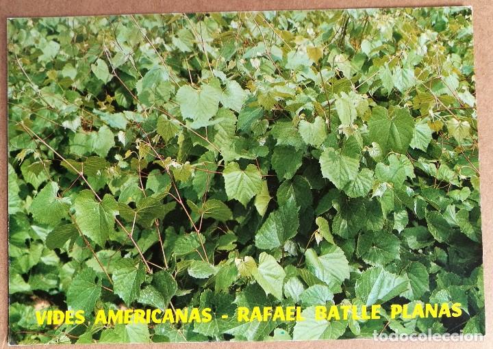 Postales: TARJETA POSTAL POSTALES PUBLICIDAD VIVERO VIDES AMERICANAS RAFAEL BATLLE VILLAFRANCA DEL PENEDES