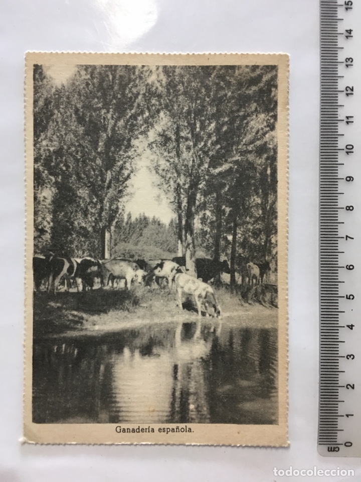 Postales: POSTAL. GANADER&Iacute;A ESPA&Ntilde;OLA. EDIC. DE LA VICESECRETARIA DE EDUC. POPULAR. H. 1940?