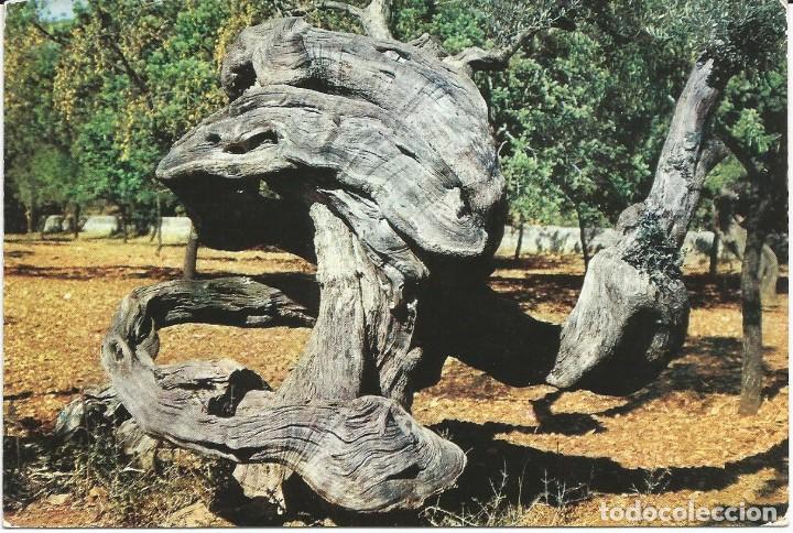 Cartes Postales: [POSTAL] Olivo milenario. Espa&ntilde;a t&iacute;pica (sin circular)