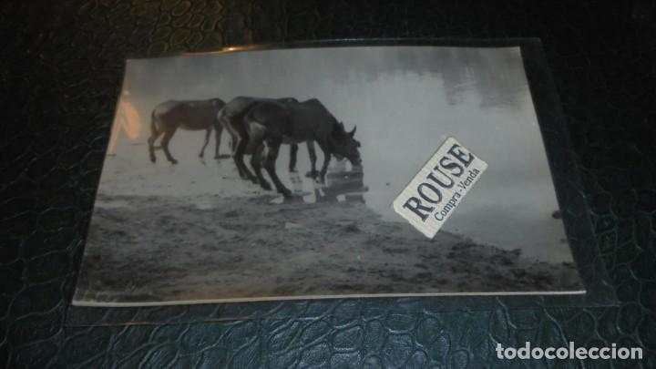 Cartes Postales: ANTIGUA POSTAL FOTOGRAFICA A&Ntilde;OS 30 . PROBABLEMENTE GALIA - 14X9 CM.