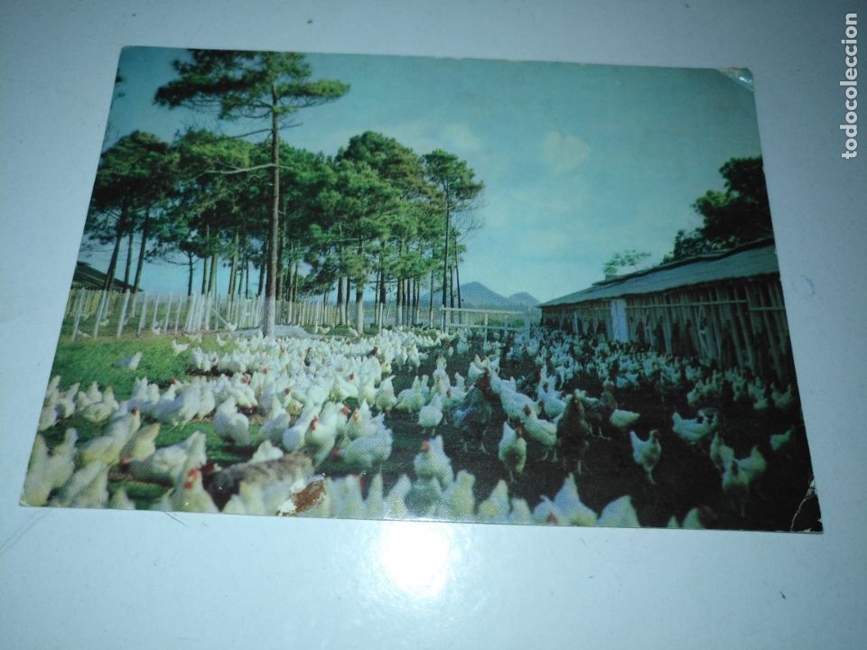Cartoline: REF: ROSAR - HAGA SUS OFERTAS , POSTAL POSTALES SIN REVISAR -  gallinas Isla de Pinos