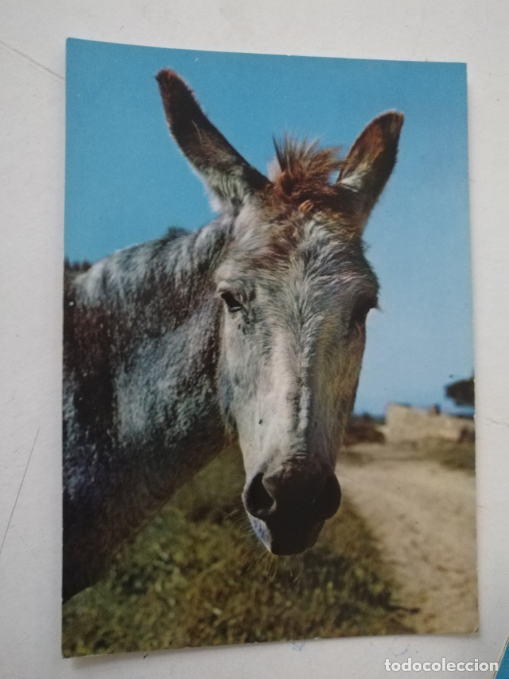 Cartoline: REF: ROSAR - HAGA SUS OFERTAS , POSTAL POSTALES SIN REVISAR - burro