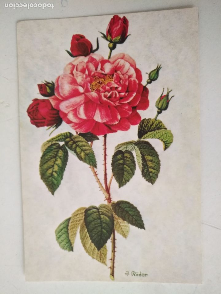 Cartoline: REF: ROSAR - HAGA SUS OFERTAS , POSTAL POSTALES SIN REVISAR - flor - roder artis muti