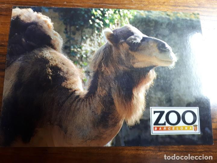 Postales: Parc zool&ograve;gic Barcelona - Foto 1