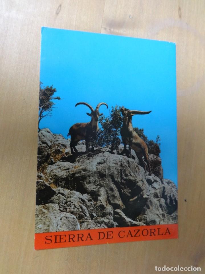 Cartoline: Postal Sierra de Cazorla n&ordm; 28 Cabra hisp&aacute;nica