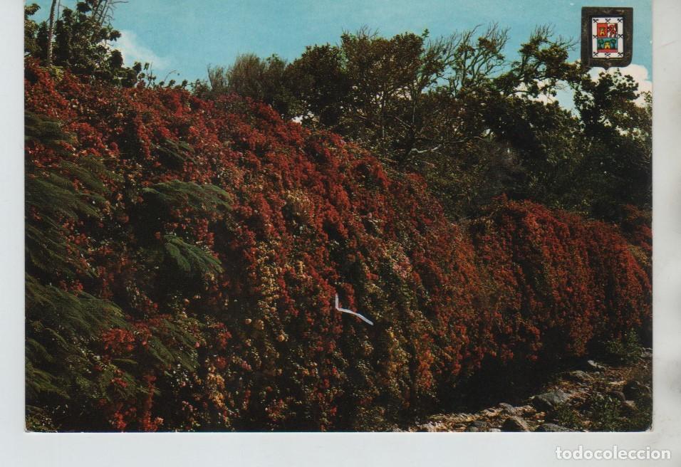 Postales: POSTAL FLORES GRAN CANARIA - Foto 1
