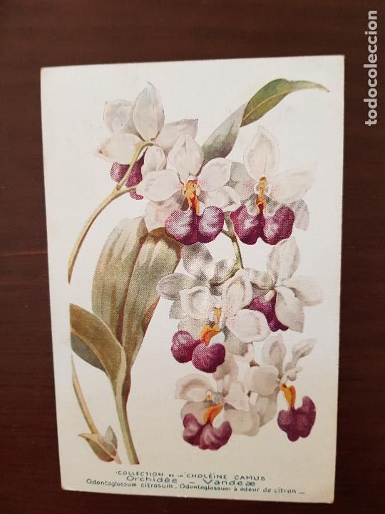 Postales: ORQUIDEA - Foto 1