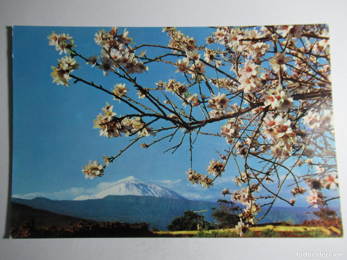 Postales: Espa&ntilde;a es Diferente - Flor de Almendro - Foto 1