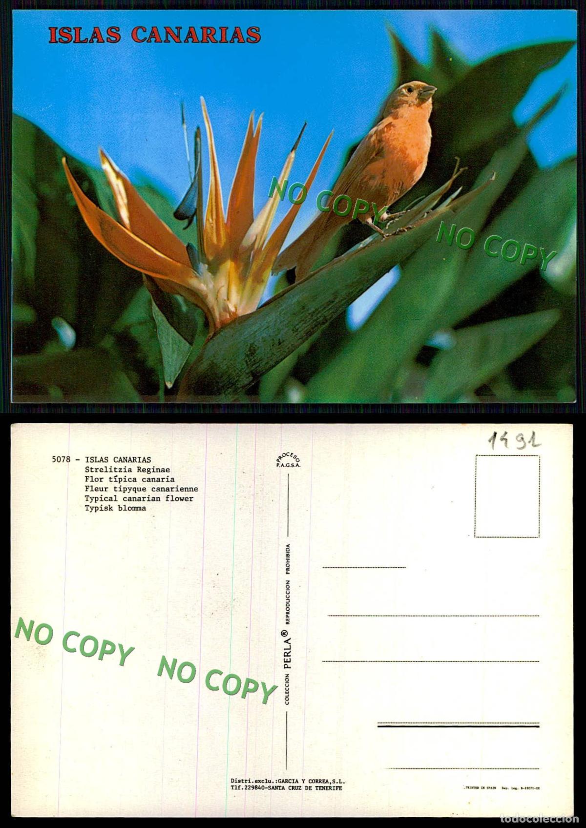 Postales: [ EC 01491 ] - ESPANA - ISLAS CANARIAS - Foto 1
