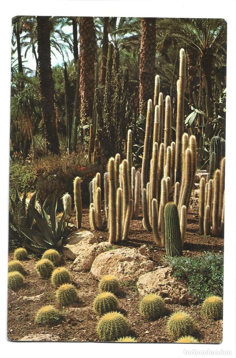 Postales: 1 postal elche huerto del cura - Foto 1