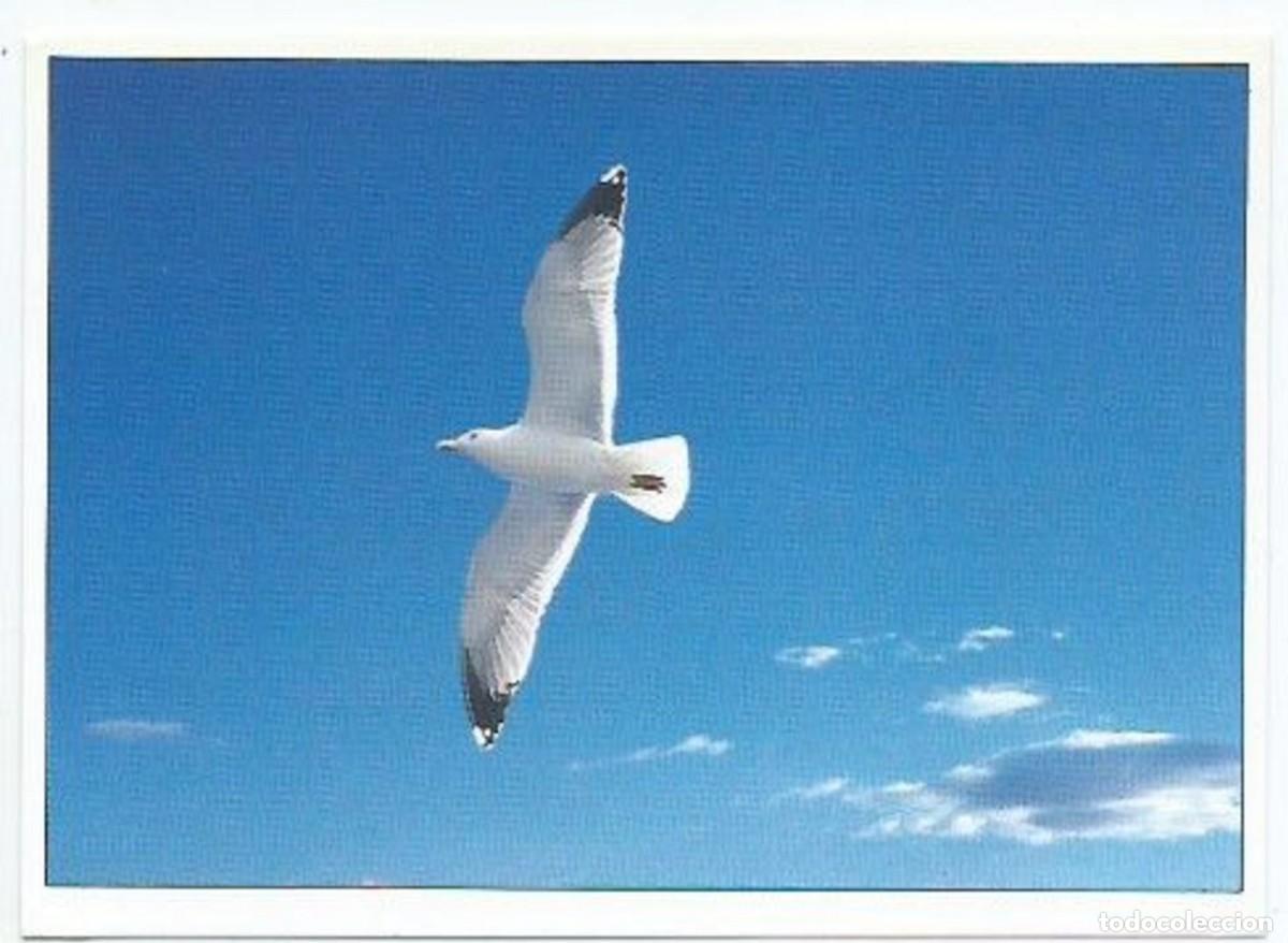 Postales: MEDITERRANIA.- FOTOGRAFIA RICARD PLA BOADA - Foto 1