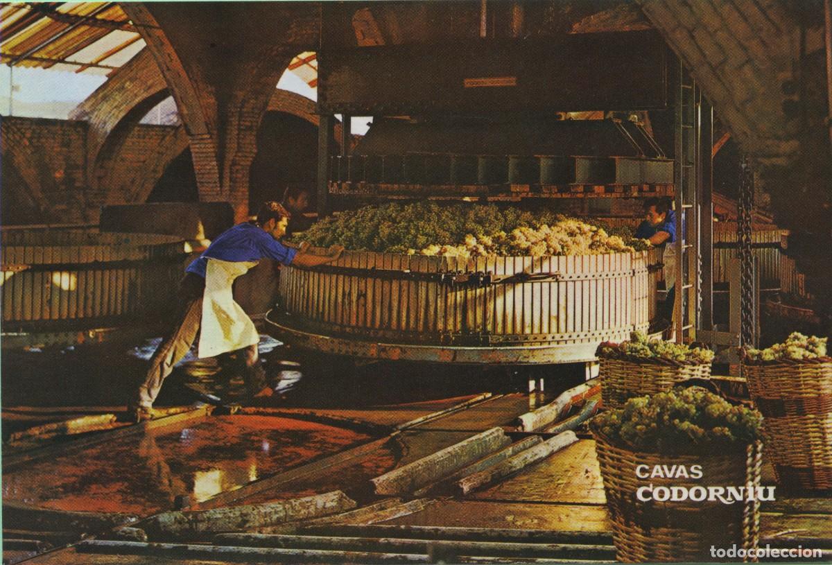 Postales: CAVAS CODORNIU. Prensado de la uva. Sin circular. - Foto 1