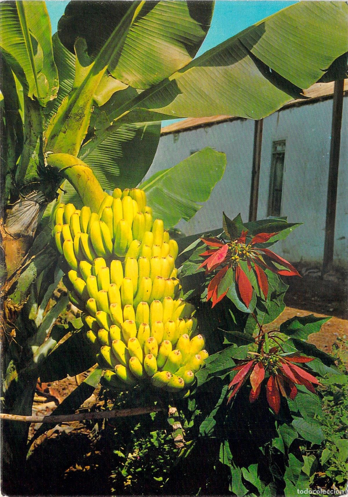 Postales: Postal Islas Canarias Planta de Pl&aacute;tanos y Flor de Pascua