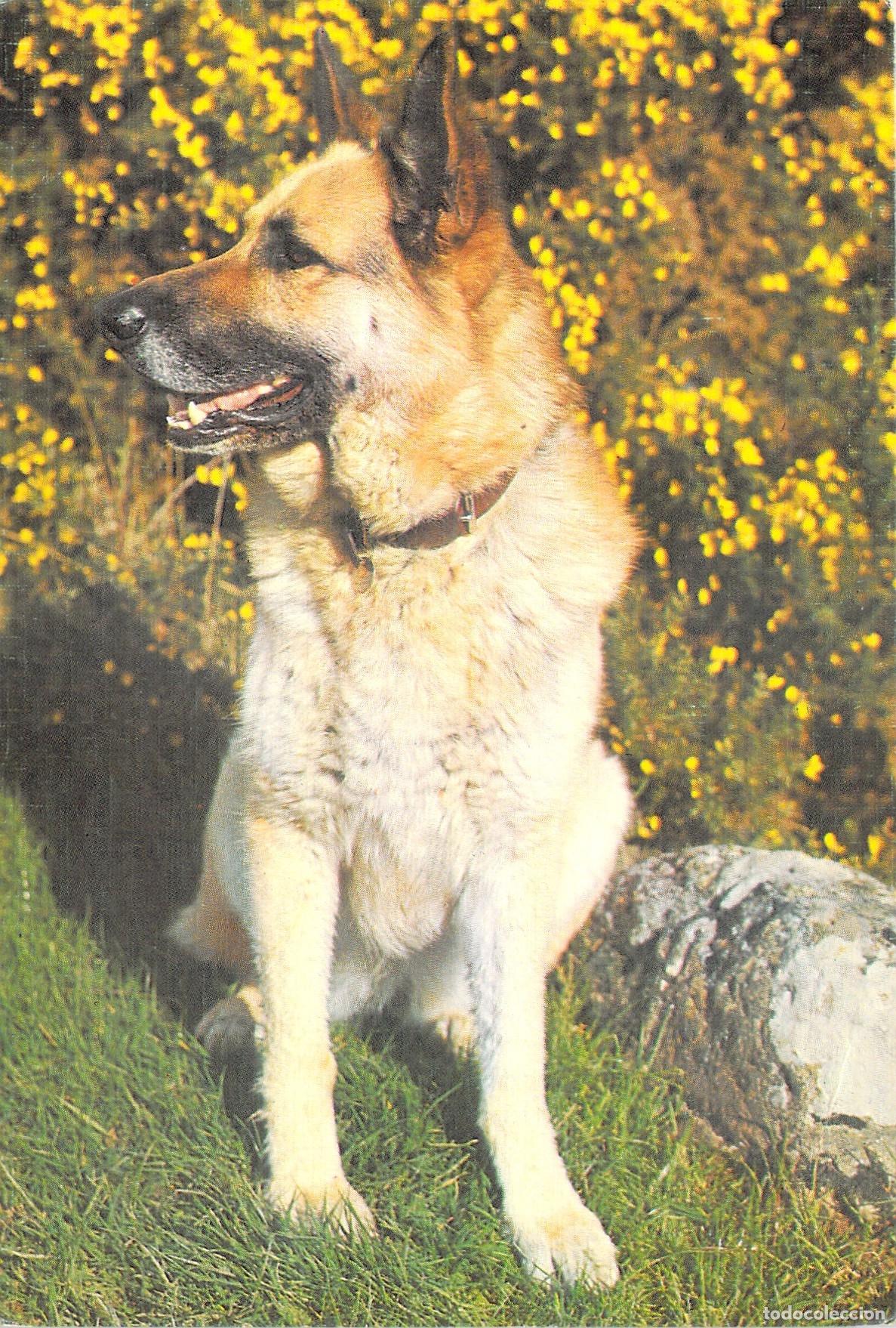 Postales: Postal de Perro Pastor Alem&aacute;n Abeille Cartes