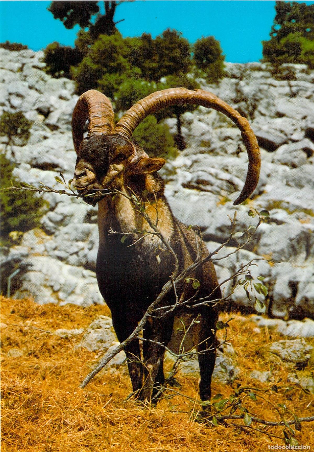Postales: Postal Sierra de Cazorla Ja&eacute;n Capra Hispanica Cabra Mont&eacute;s
