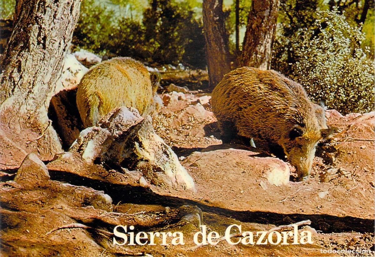 Postales: Postal Sierra de Cazorla Jabal&iacute;es en su H&aacute;bitat Natural Ja&eacute;n