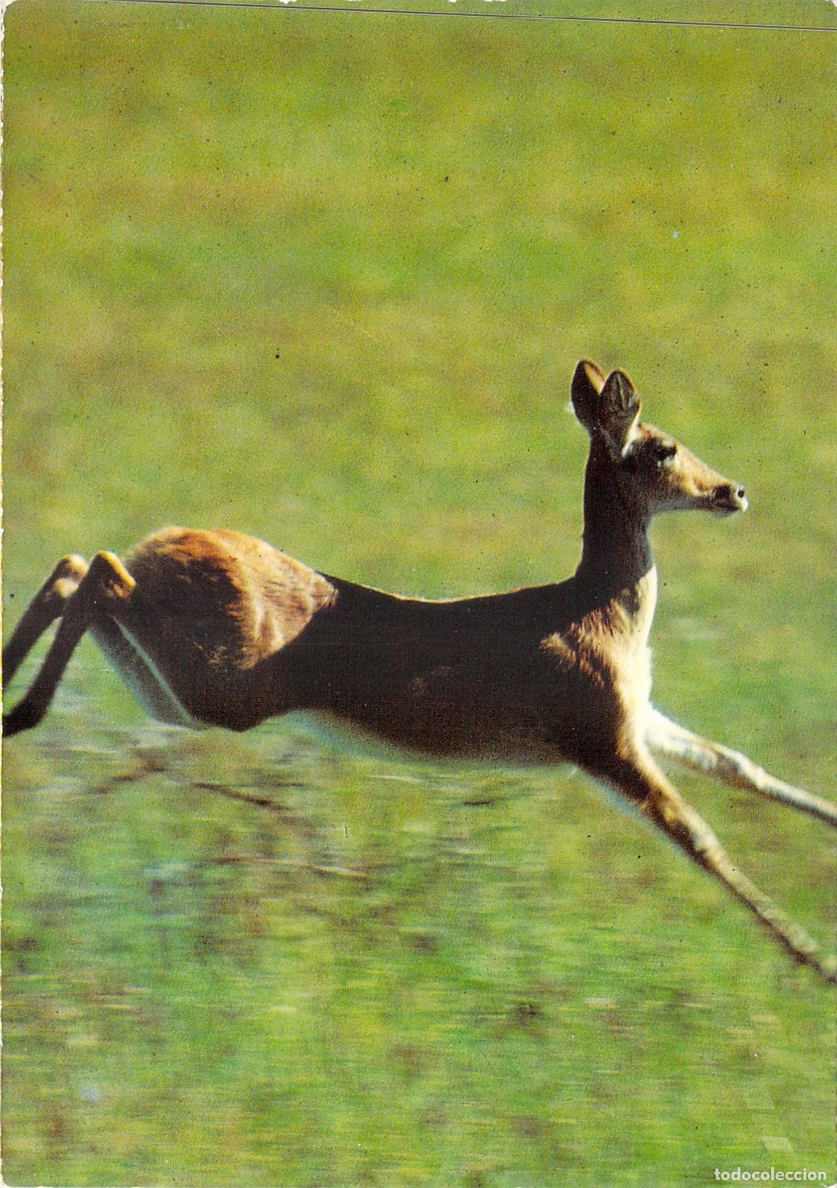 Postales: Postal de Zoolog&iacute;a con Ourebia en movimiento