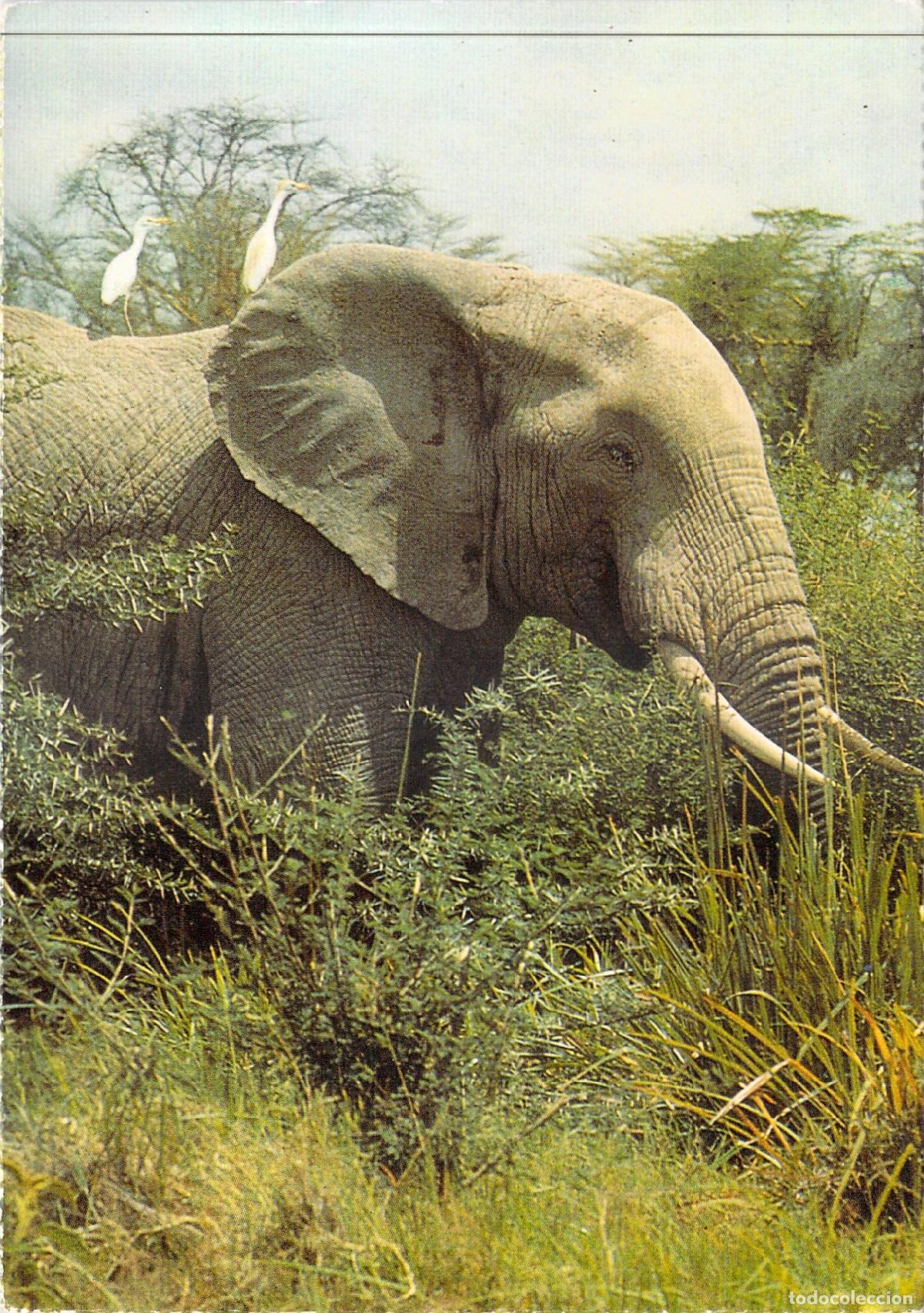 Postales: Postal de Elefante Africano - Serie Mam&iacute;feros
