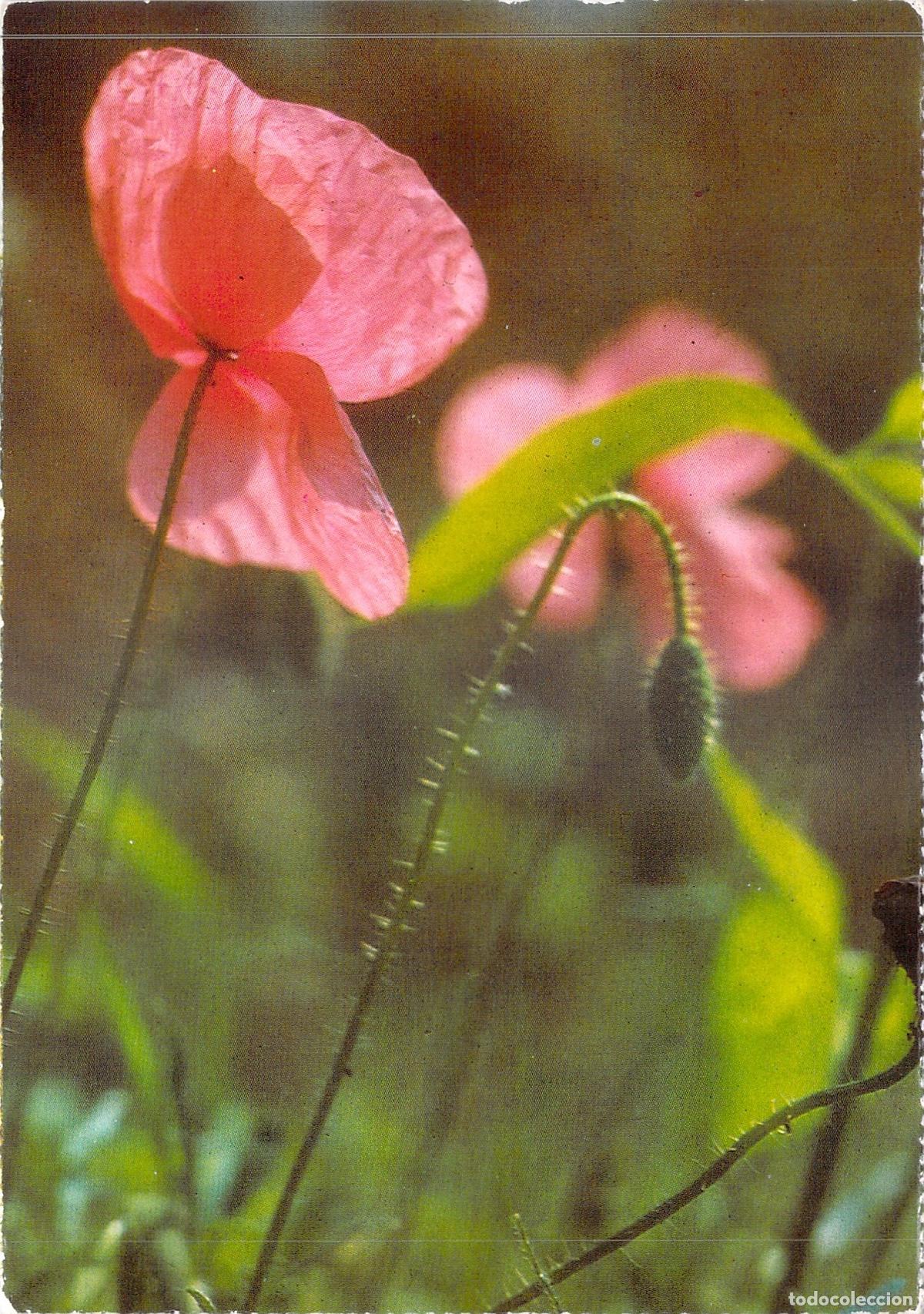 Postales: Tarjeta Postal de Amapola Papaver&aacute;cea con Sello de Espa&ntilde;a