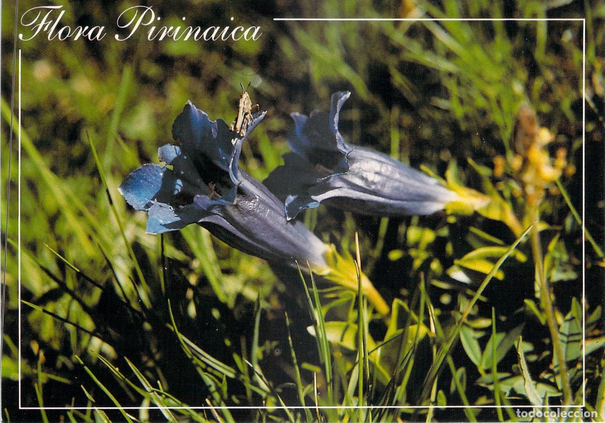 Postales: Postal Flora Pirinaica Genciana de Koch Gentiana Acaulis