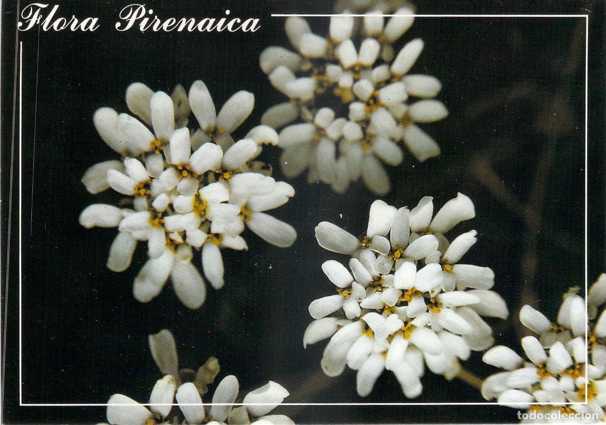 Postales: Postal de Flora Pirenaica Arabis Soyerii