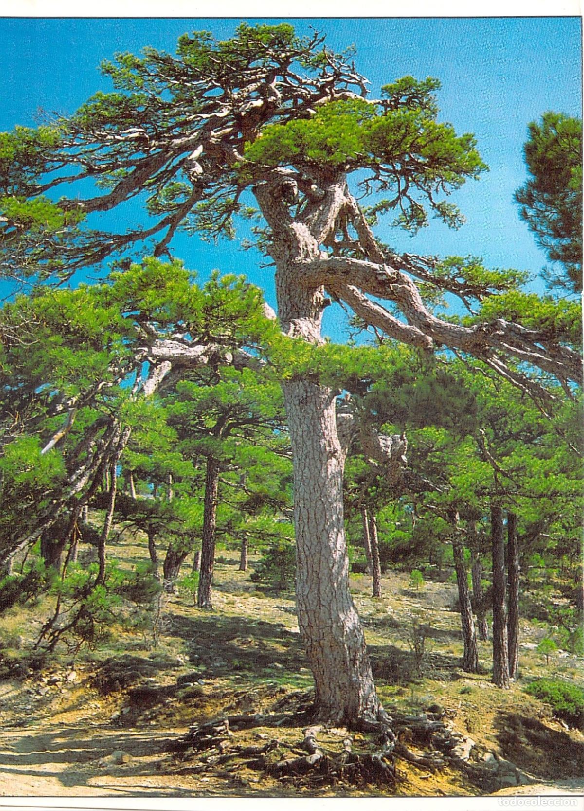 Postales: Postal Pino Laricio Fotograf&iacute;a de Jes&uacute;s G&oacute;mez Naturaleza