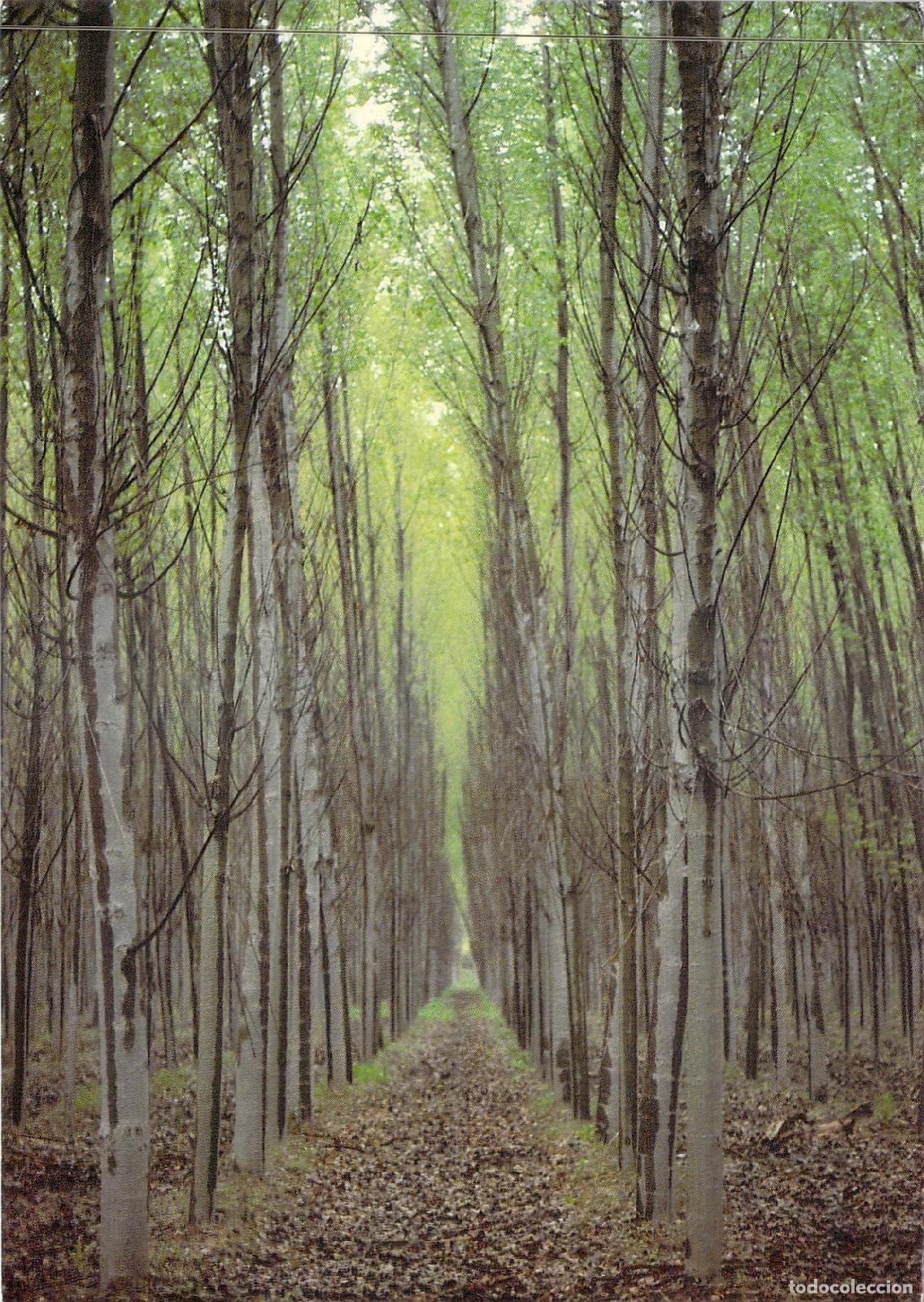 Postales: Postal Paisaje Forestal Castilla-Le&oacute;n Colores y L&iacute;neas de Espa&ntilde;a