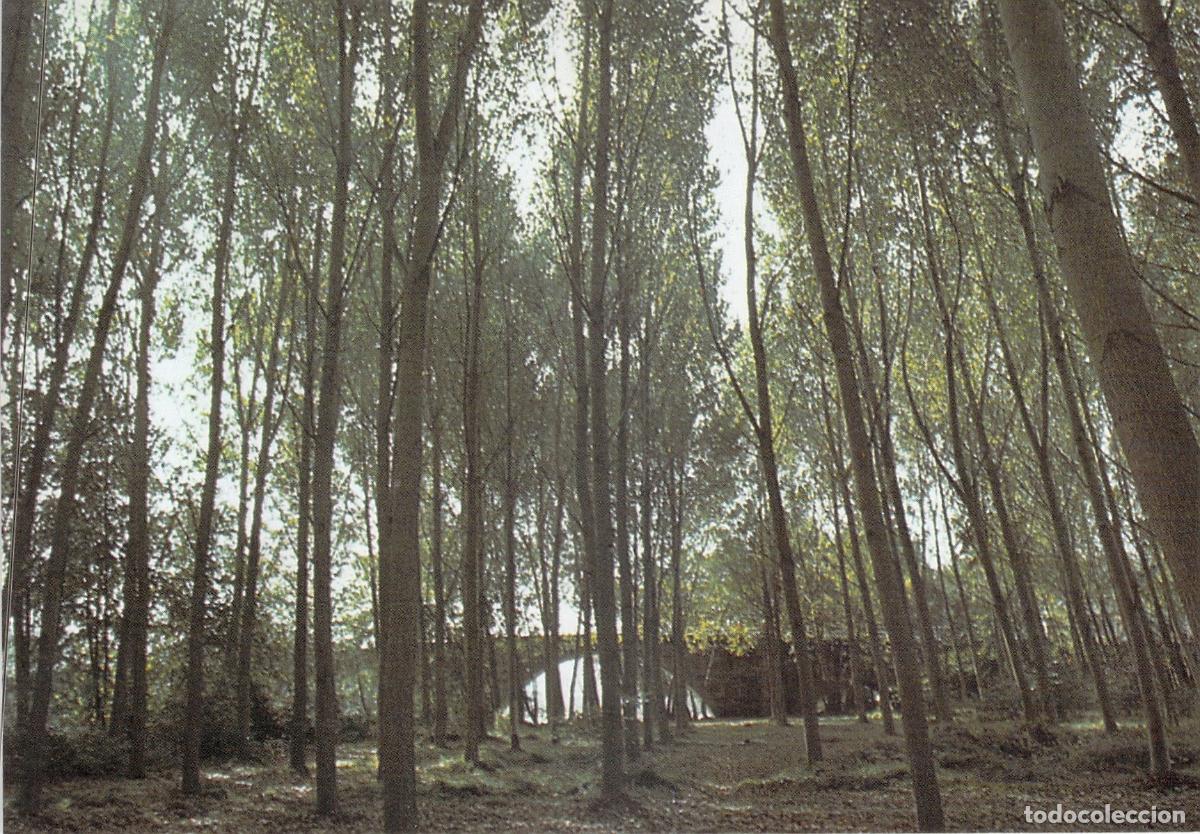 Postales: Postal Alameda del R&iacute;o C&uacute;a en Cacabelos, Le&oacute;n - Foto 1