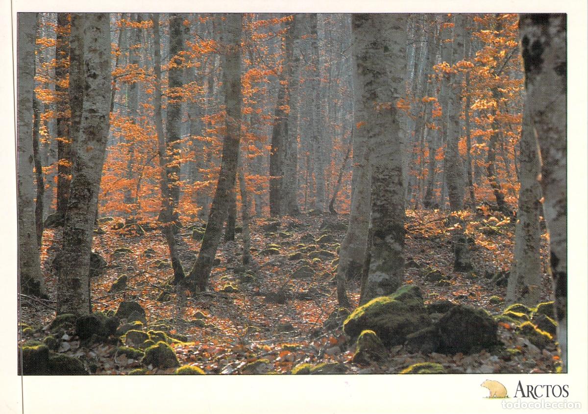 Postales: Postal del Hayedo de Jord&aacute; en La Garrotxa, Paisaje de Oto&ntilde;o