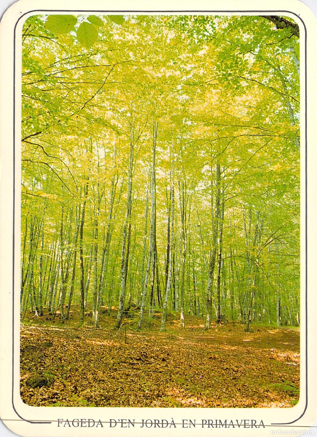 Postales: Postal de la Fageda d'en Jord&agrave; en Primavera, Santa Pau, Girona