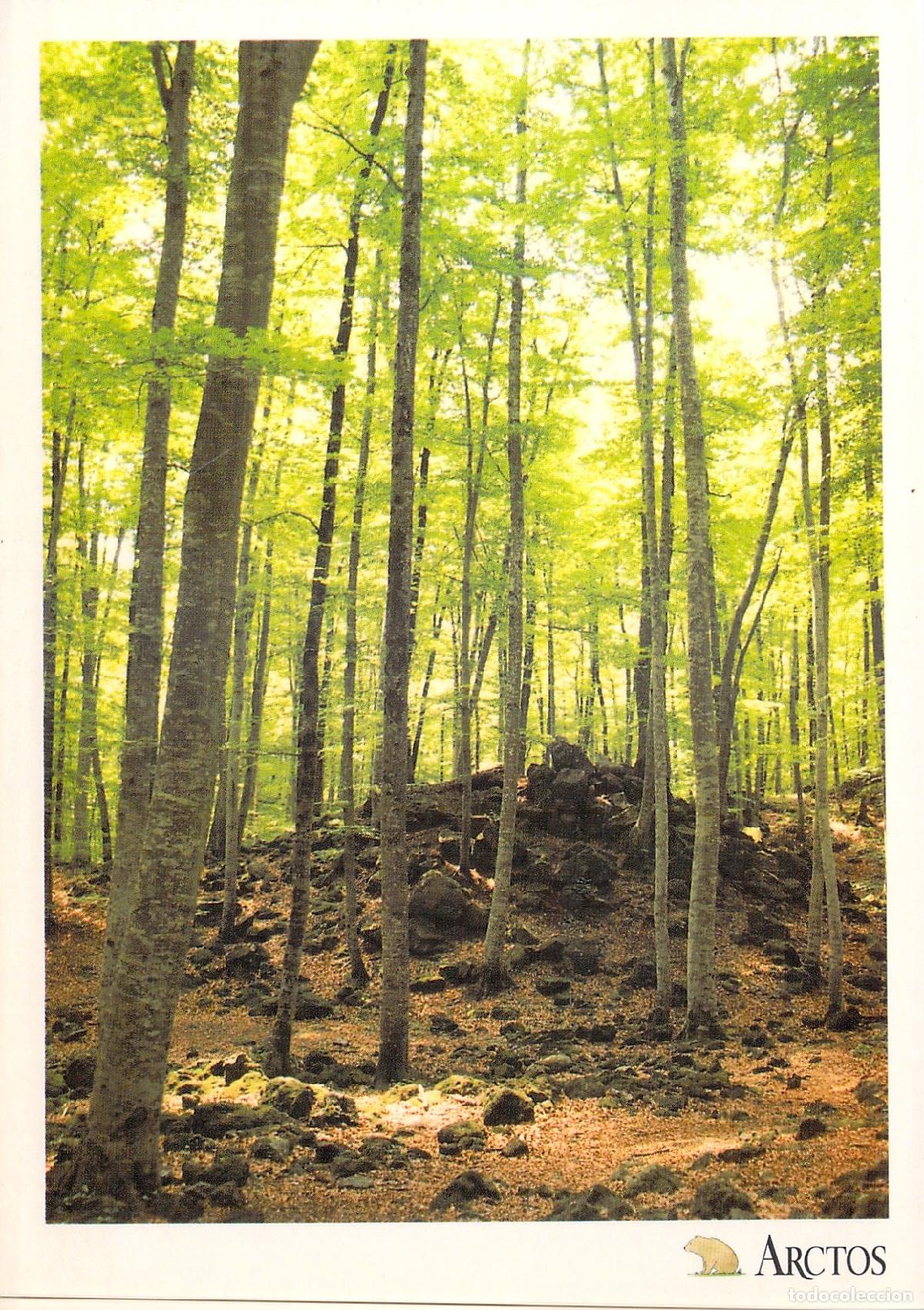 Postales: Postal Parque Natural Zona Volc&aacute;nica de la Garrotxa Fageda d'en Jord&agrave;