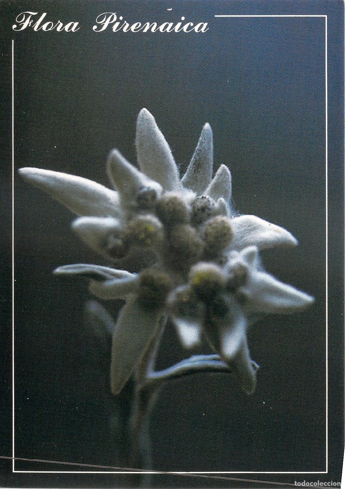 Postales: Postal de Flora Pirenaica - Flor de Nieve Edelweiss