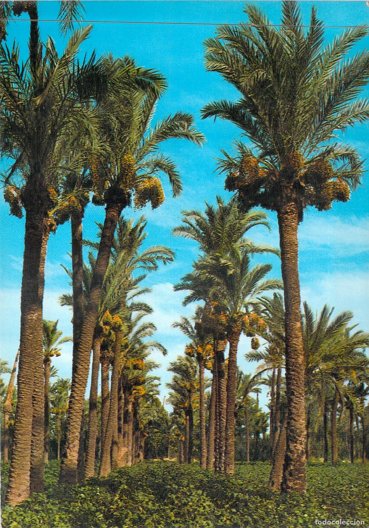 Postales: Postal de Orihuela, Alicante - Vista del Palmeral
