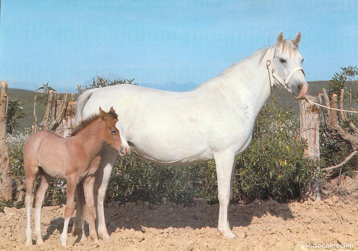Postales: Postal El Caballo en Andaluc&iacute;a - Yegua y Potro - Foto Enrique de Ysasi