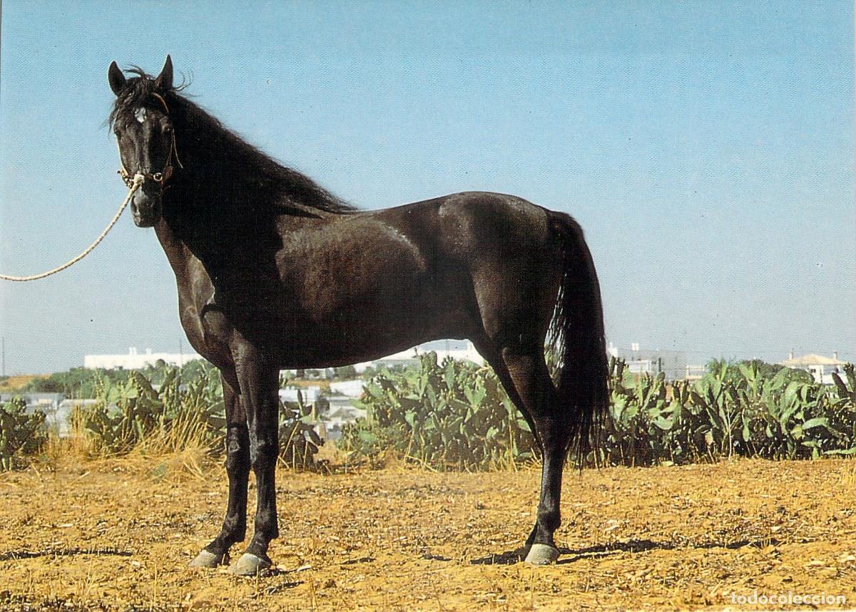 Postales: Postal de Caballo en Andaluc&iacute;a - Fotograf&iacute;a Ram&oacute;n