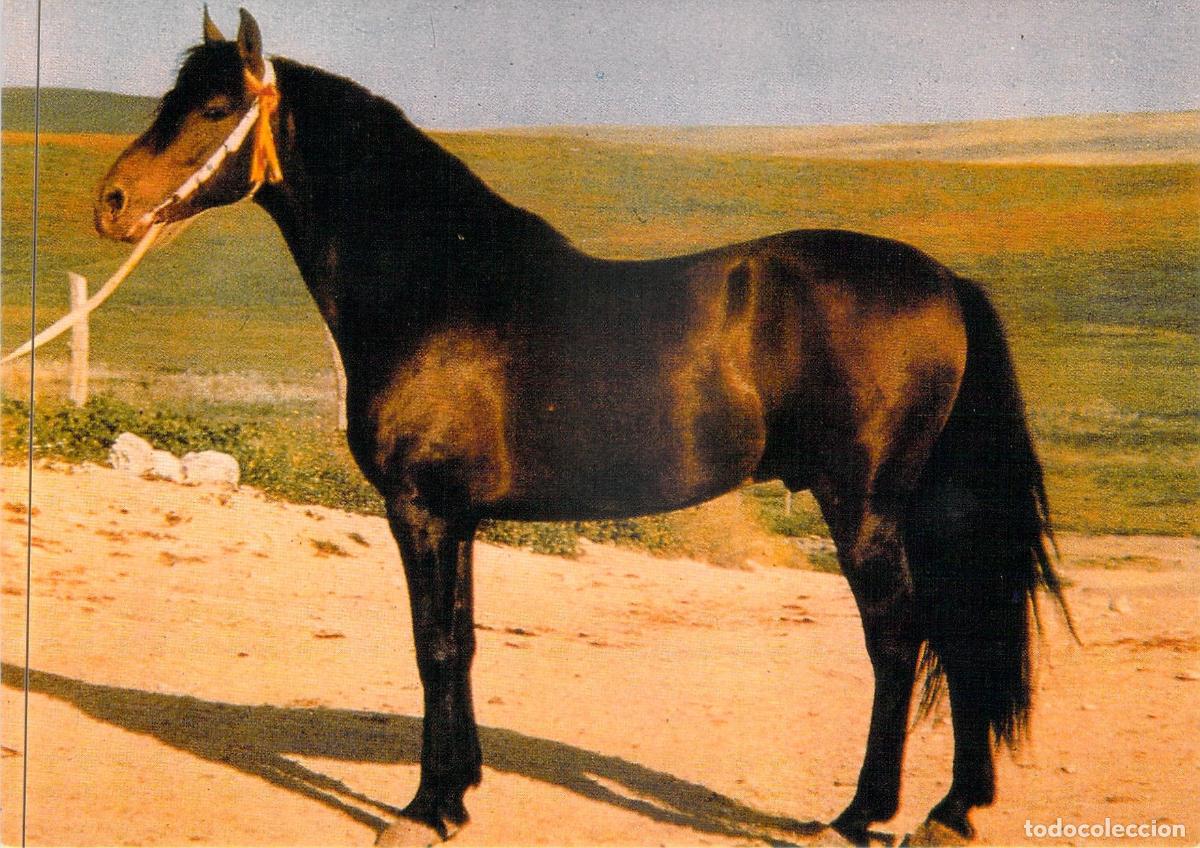Postales: Postal El Caballo en Andaluc&iacute;a - Foto Enrique de Ysasi Sanl&uacute;car